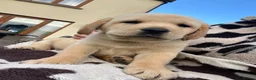 Labrador Retriever dogs for sale: Gorgeous Labrador Puppies For Sale - Advert 4