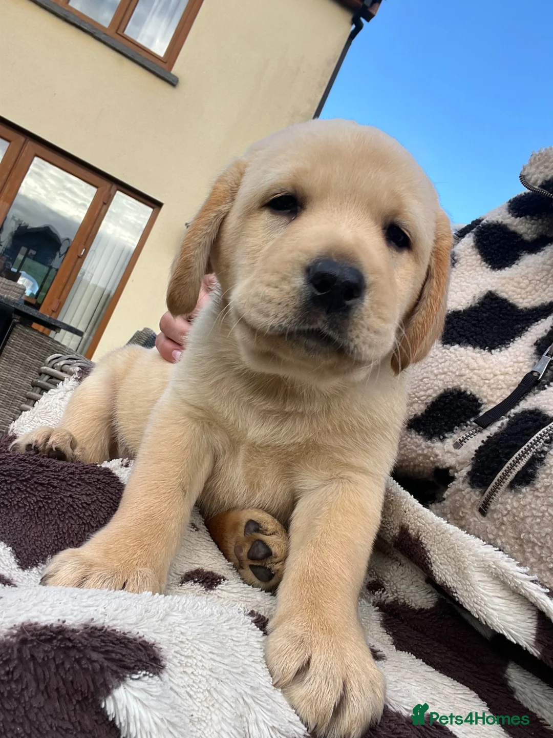 Labrador Retriever dogs for sale: *Only one left* Labrador Puppies For Sale - Advert 1