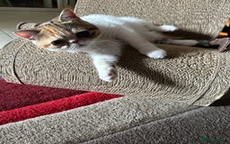 Exotic cats for sale: Paloma is an exotic with a longer nose - Image 13