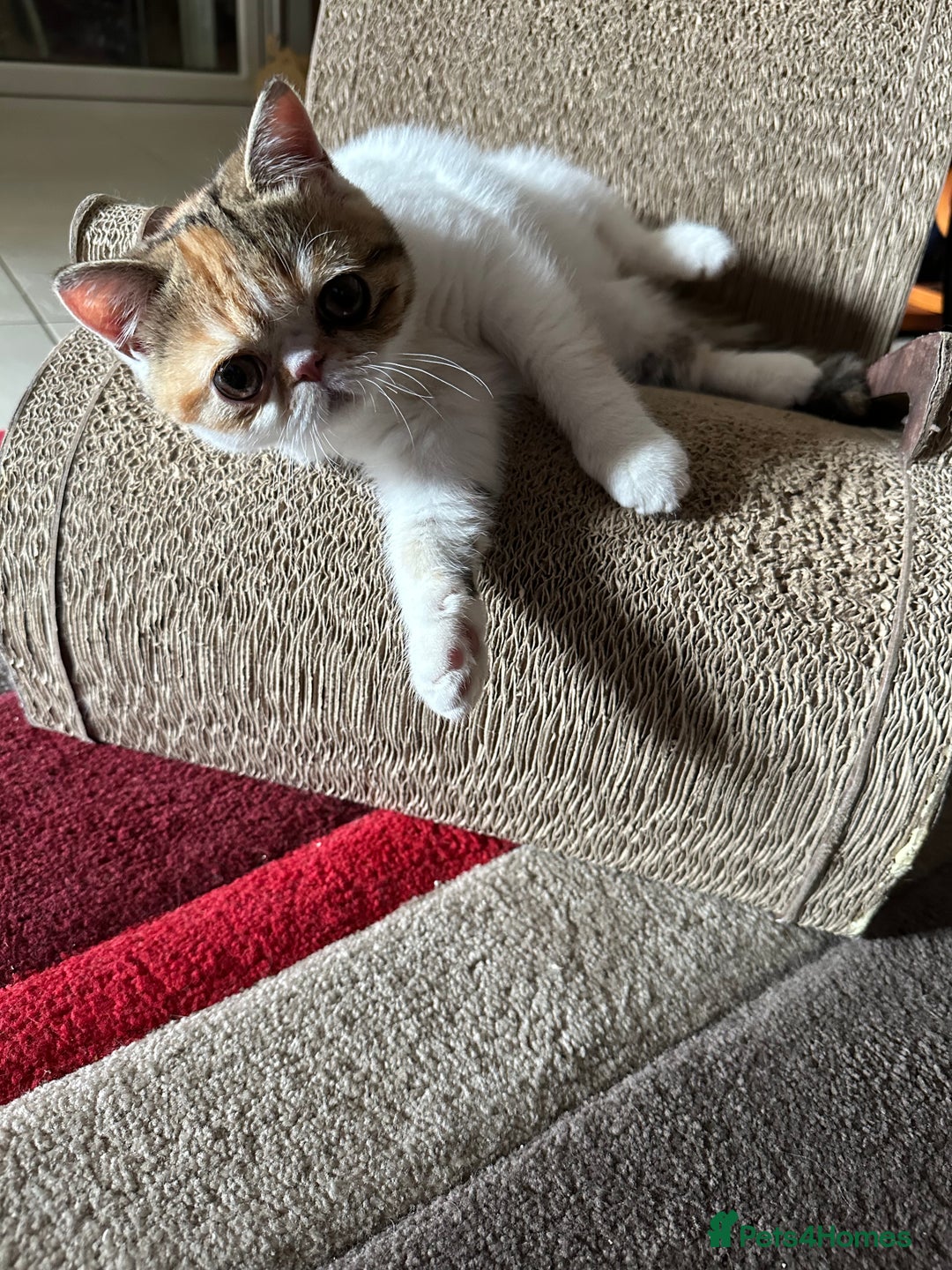 Exotic cats for sale: Paloma is an exotic with a longer nose - Image 13