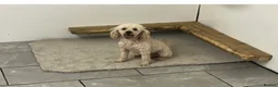 Cockapoo dogs for sale: cockapoo puppies for sale  in Westbury - Advert 8