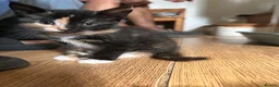 Mixed Breed cats for sale: 5 little kittens ready for loving homes  in Stanford-le-Hope - Advert 8
