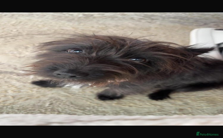Patterjack dogs - Advert 1