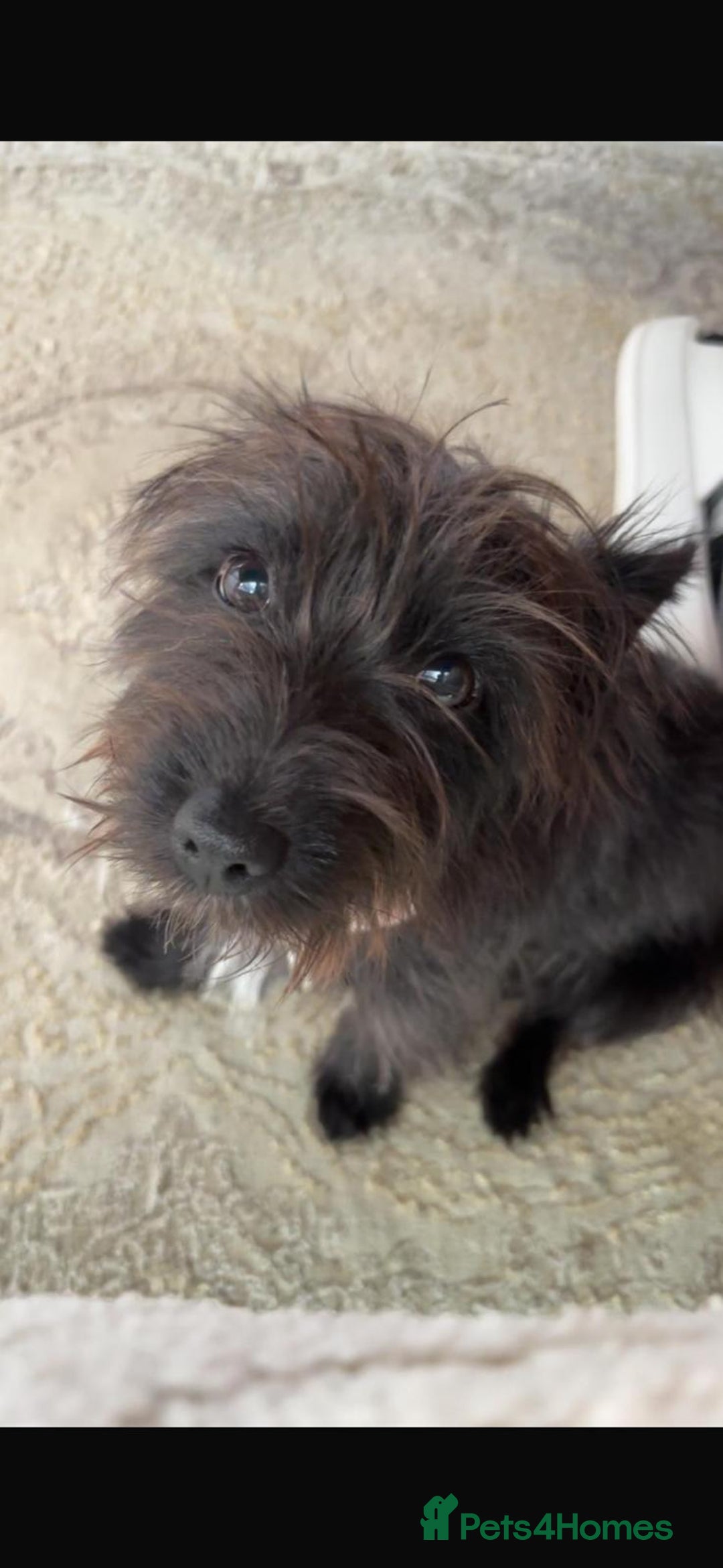 Patterjack dogs for sale: PatterJack for sale  - Image 1