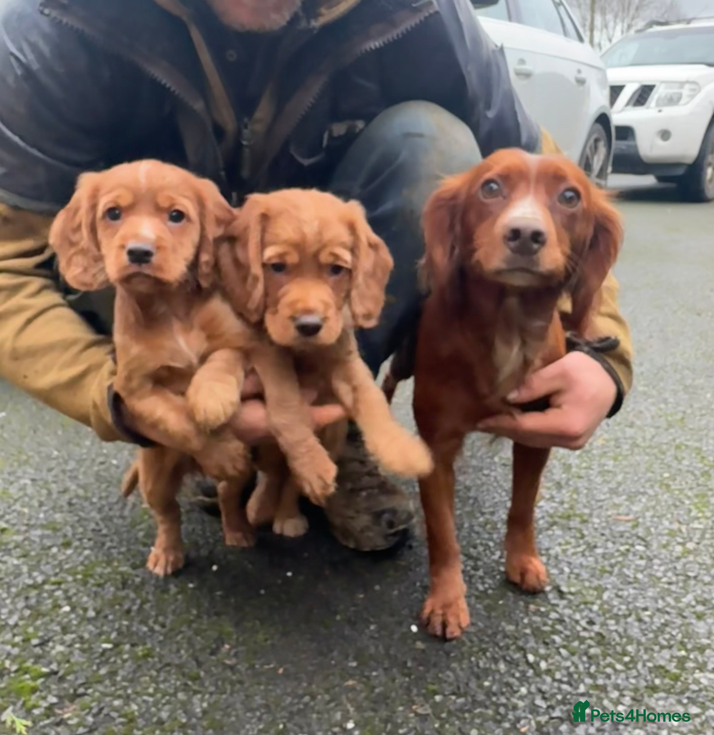 Cocker Spaniel dogs Cocker Spaniel   - Advert 3