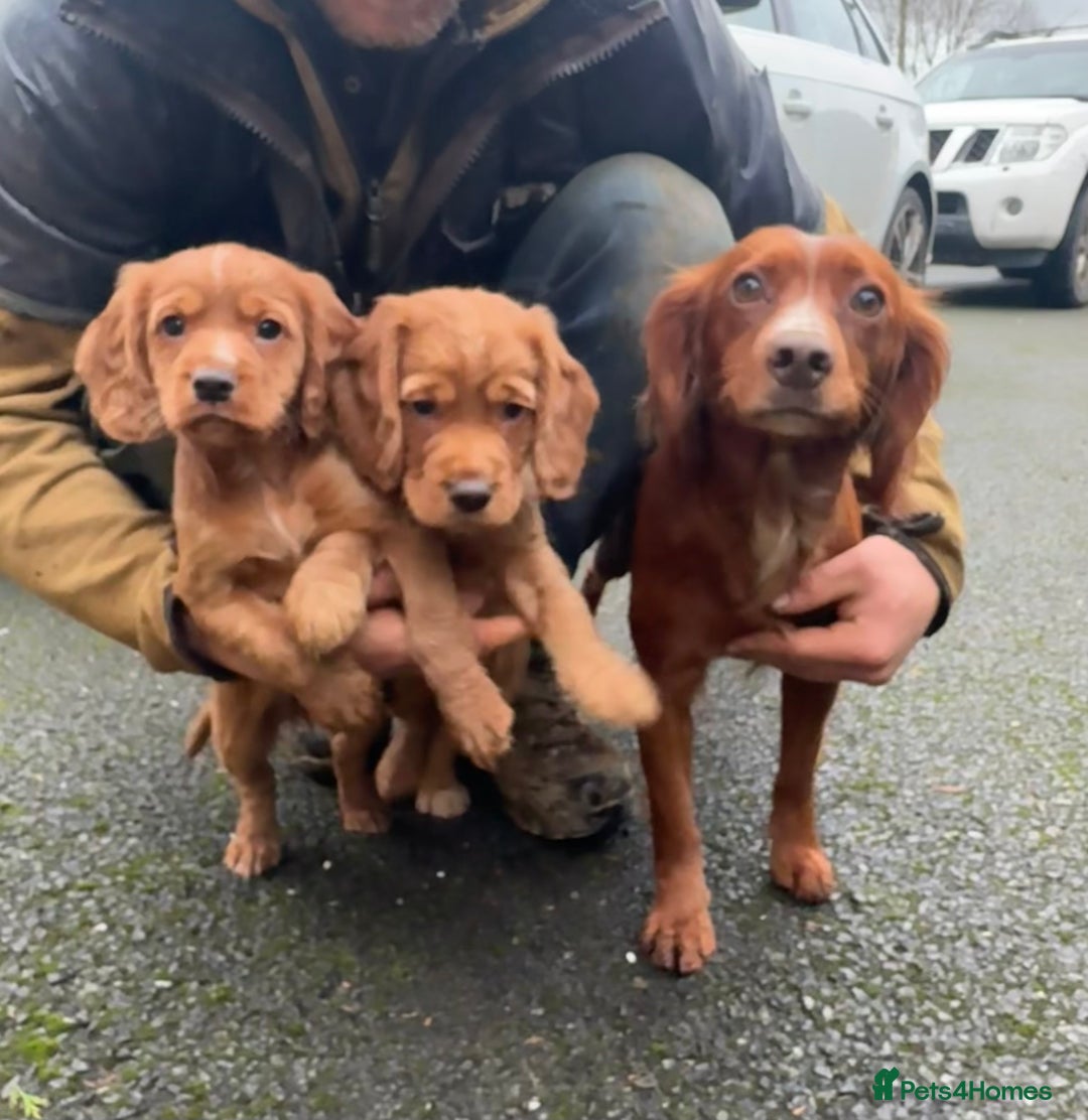 Cocker Spaniel dogs for sale: Cocker Spaniel   - Advert 1