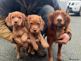 Cocker Spaniel dogs Cocker Spaniel - Advert 3