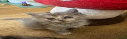 Persian cats for sale: Doll face Persian x Mainecoon gorgeous kittens  - Advert 7