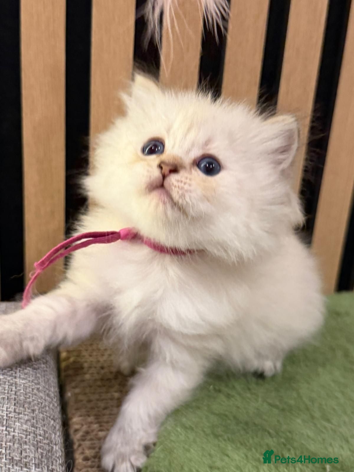 British Longhair cats PURE-Beautiful British kittens female long hair  - Advert 5