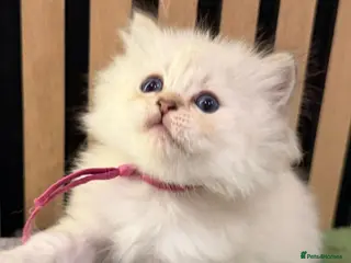 British Longhair cats PURE-Beautiful British kittens female long hair - Advert 5