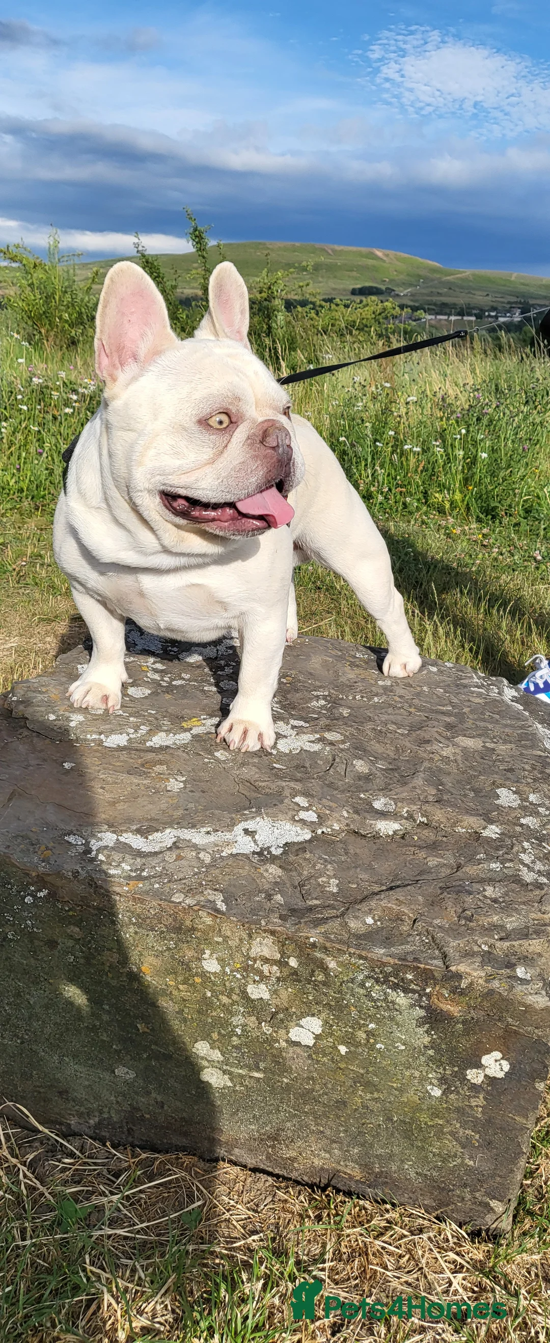 French Bulldog dogs for stud: Amazing structure and quality ‼️ in Ebbw Vale - Advert 3