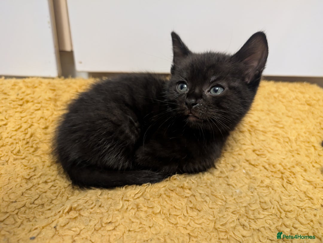 Mixed Breed cats for sale: Beautiful black kitten - Image 9