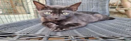 Mixed Breed cats for sale: Beautiful 3/4 Bengal, 1/4 Siamese kittens  - Advert 10