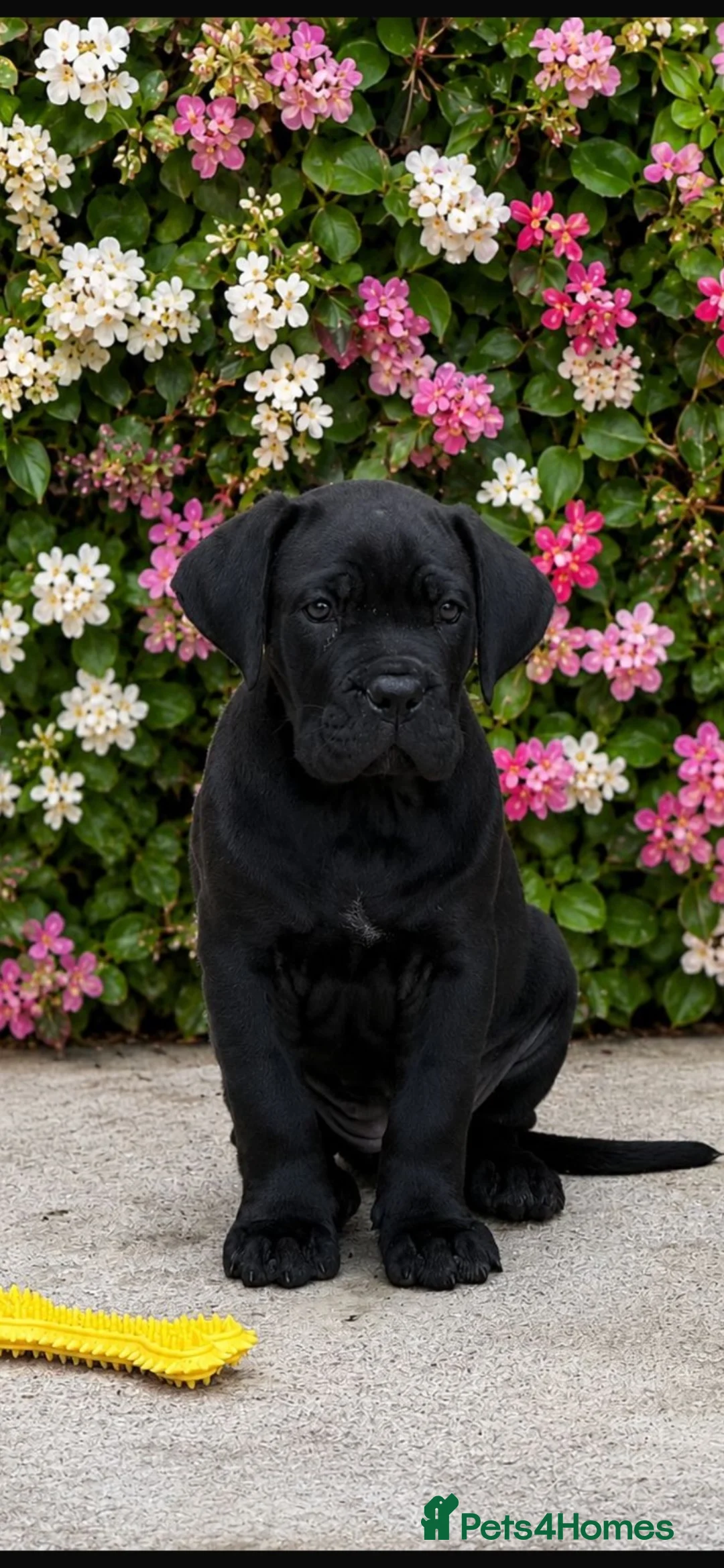 Cane Corso dogs for sale: *Ready Now* Last Girl Champion Bloodline  - Advert 2
