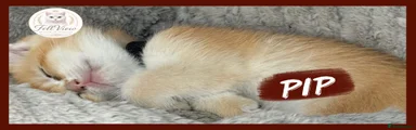Pip