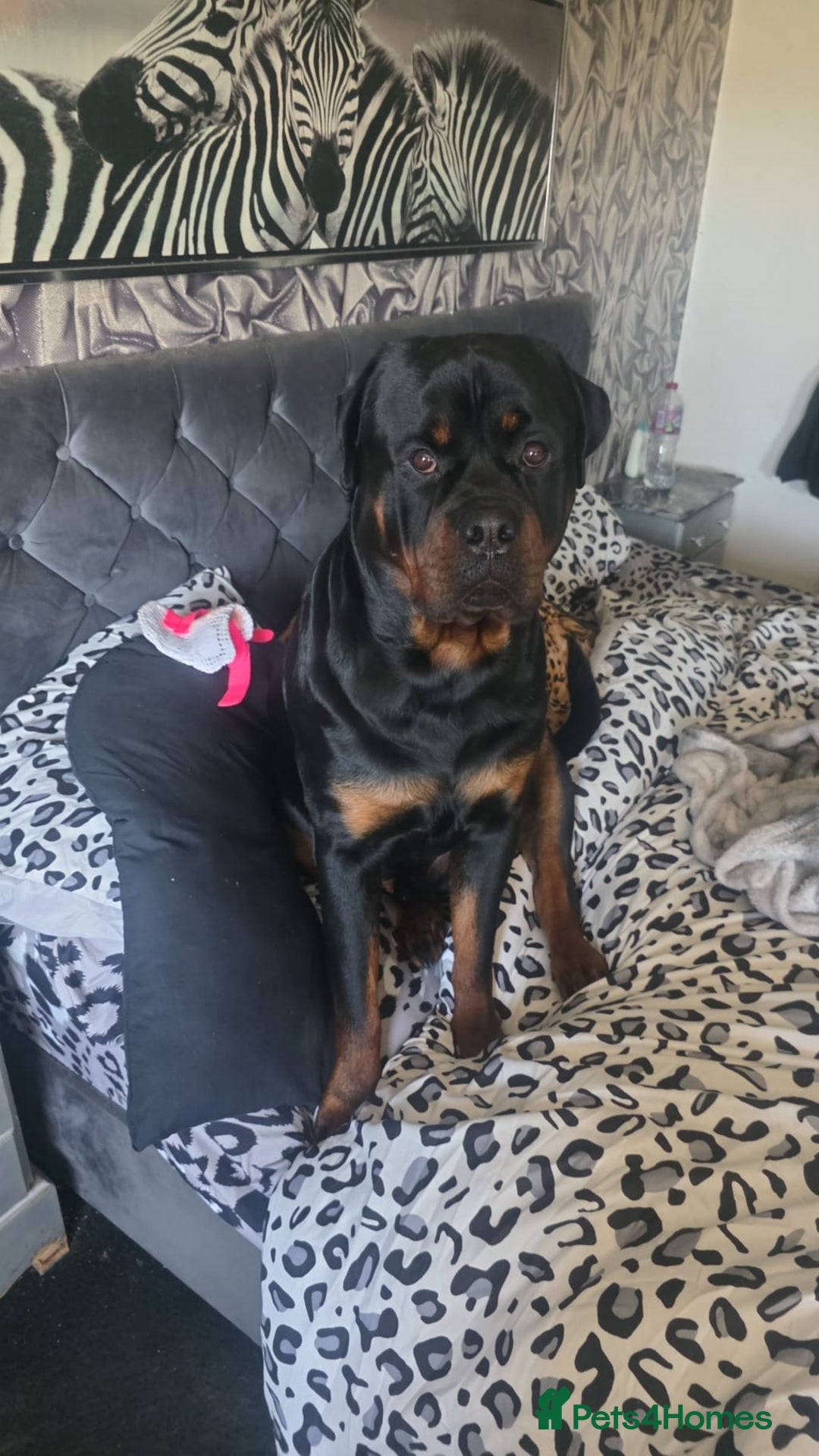 Rottweiler dogs for sale: ROTTWEILER PUPPIES- READY  29/12/25 - Advert 14