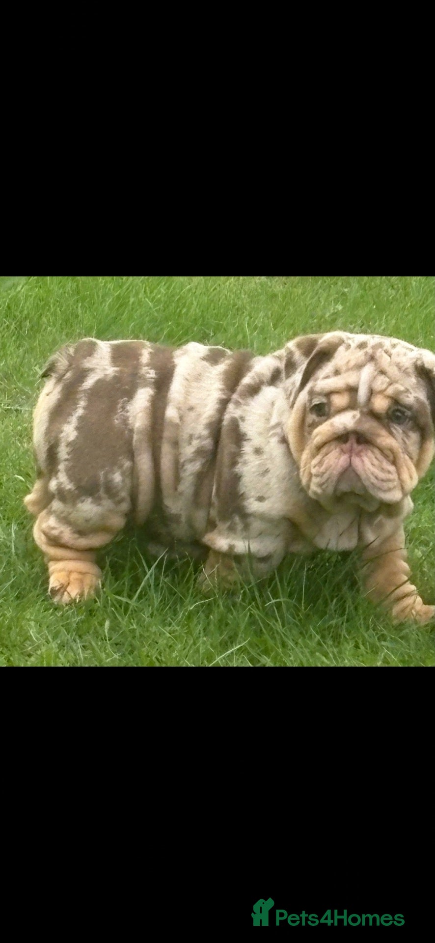 English Bulldog dogs Chocolate Merle boy outstanding bloodlines  - Advert 12