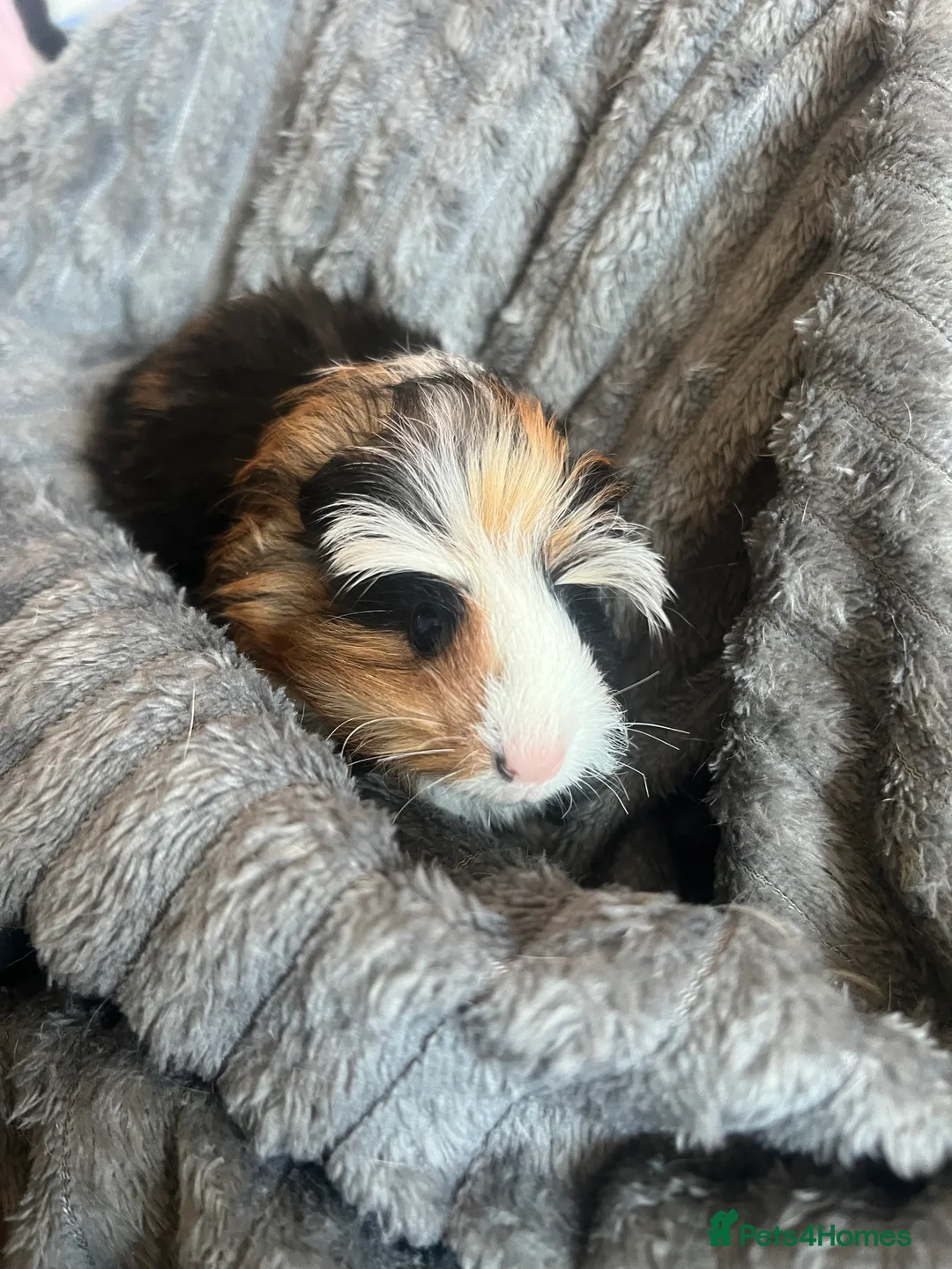 Guinea Pig rodents for sale: baby guinea pigs - Advert 2
