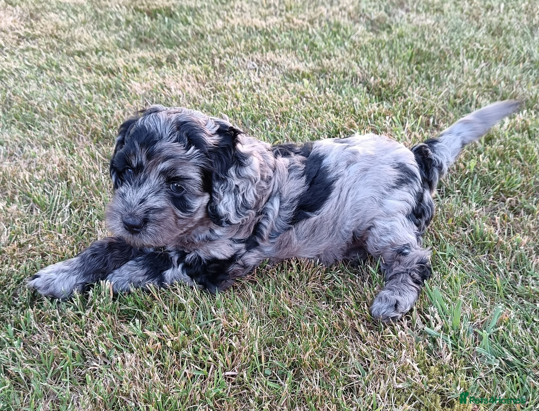 Cockapoo dogs Gorgeous F2B Cockapoo puppies Health Tested  - Advert 5