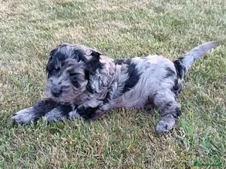 Cockapoo dogs Gorgeous F2B Cockapoo puppies Health Tested - Advert 8