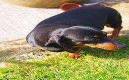 Miniature Dachshund dogs for sale: Miniature Dachshund Puppies - Image 15