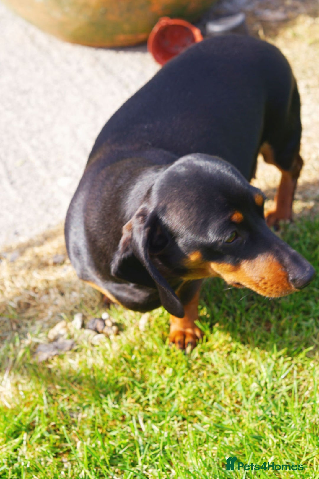 Miniature Dachshund dogs for sale: Miniature Dachshund Puppies - Image 15