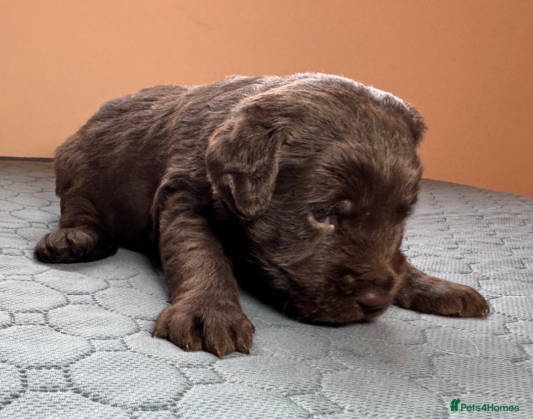 Labradoodle dogs for sale: Chocolate & chocolate Merle Miniature Labradoodles - Advert 5