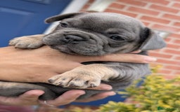 French Bulldog dogs for sale: Stunning French bulldog puppies 🐕 - Image 22