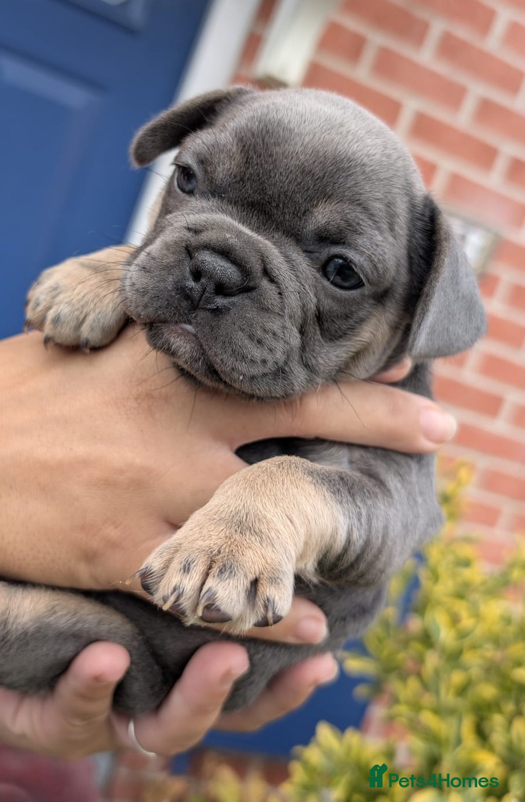 French Bulldog dogs for sale: Stunning French bulldog puppies 🐕 - Image 22