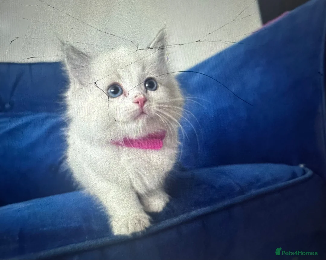 Ragdoll cats for sale: ragdoll  - Advert 2