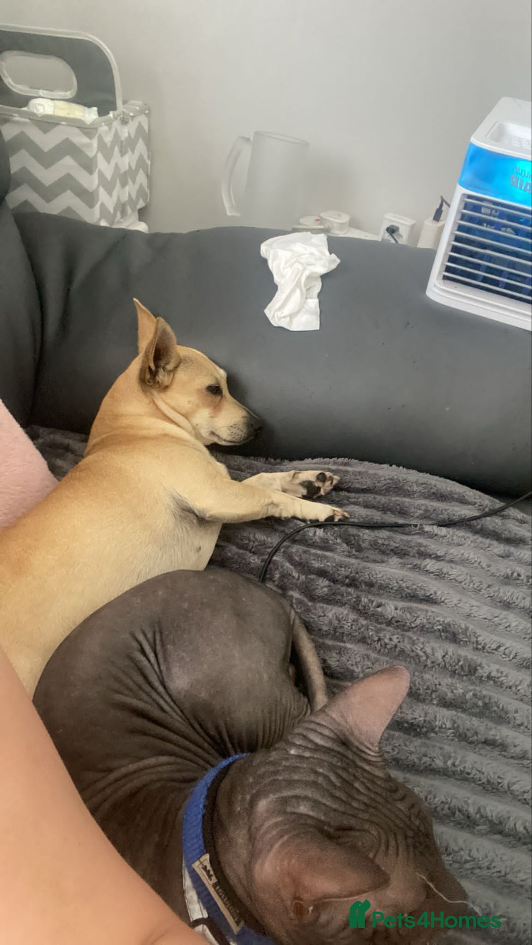 Mixed Breed dogs for sale: Chihuahua x Jack Russell Puppy  - Image 7