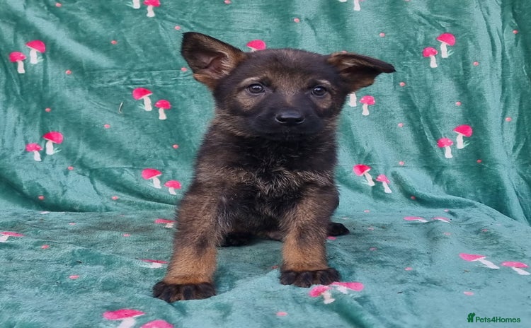 German Shepherd dogs - Advert 10
