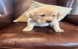 Labrador Retriever dogs for sale: Fox Red/Golden Labrador Puppies  - Image 10