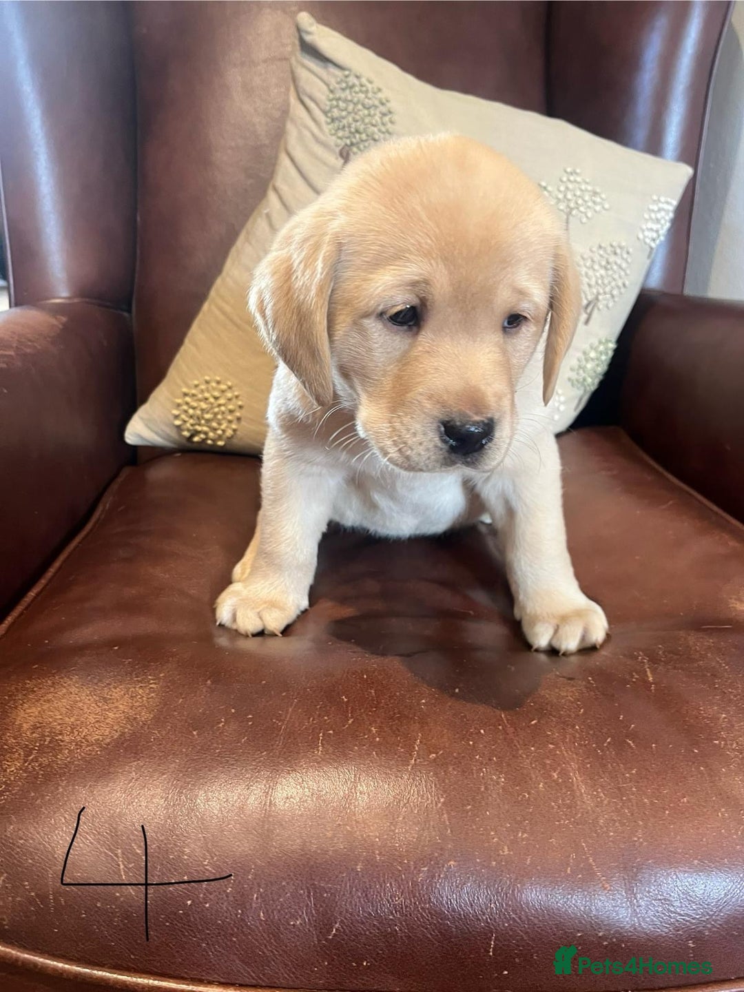 Labrador Retriever dogs for sale: Fox Red/Golden Labrador Puppies  - Image 10