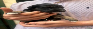 Mixed Breed 3