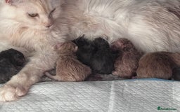 Maine Coon cats for sale: 🌟🌟Beautiful Maine Coon kittens 🌟🌟 - Image 12