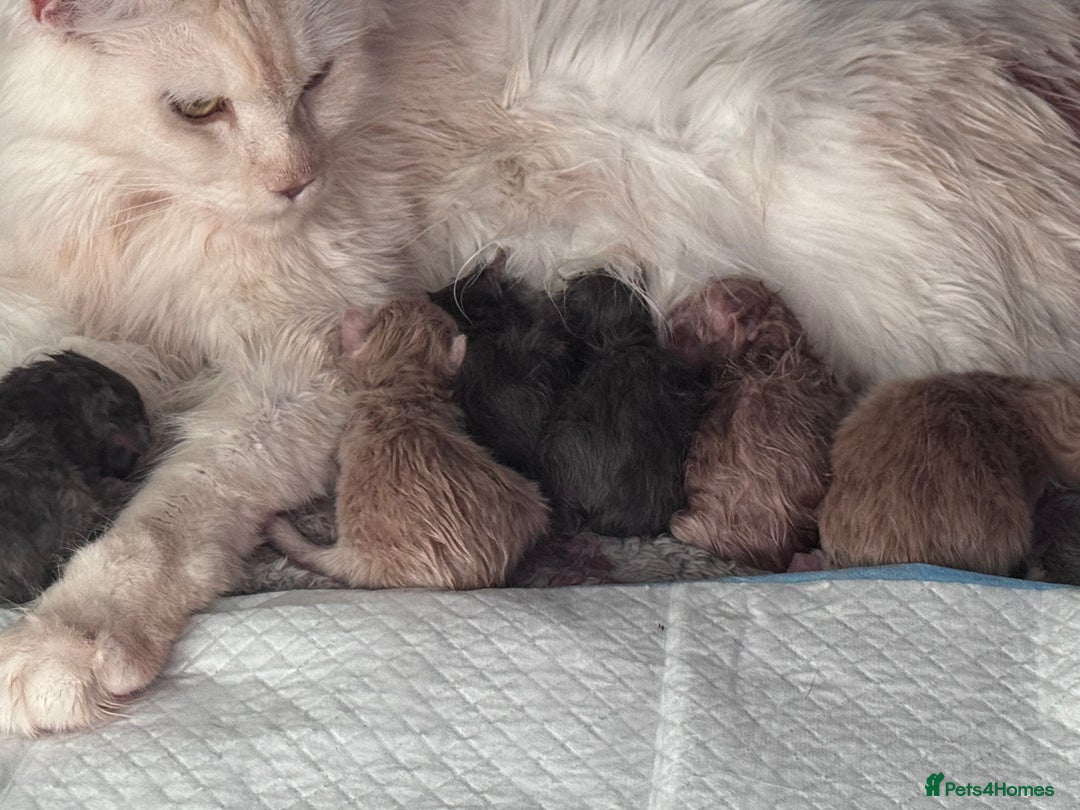 Maine Coon cats for sale: 🌟🌟Beautiful Maine Coon kittens 🌟🌟 - Image 12