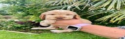 Cocker Spaniel dogs for sale: ***BEAUTIFUL KC REG SHOW COCKER SPANIEL PUPS*** in Liskeard - Advert 3