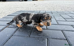 Dachshund dogs for sale: Miniature dachshund - Image 6