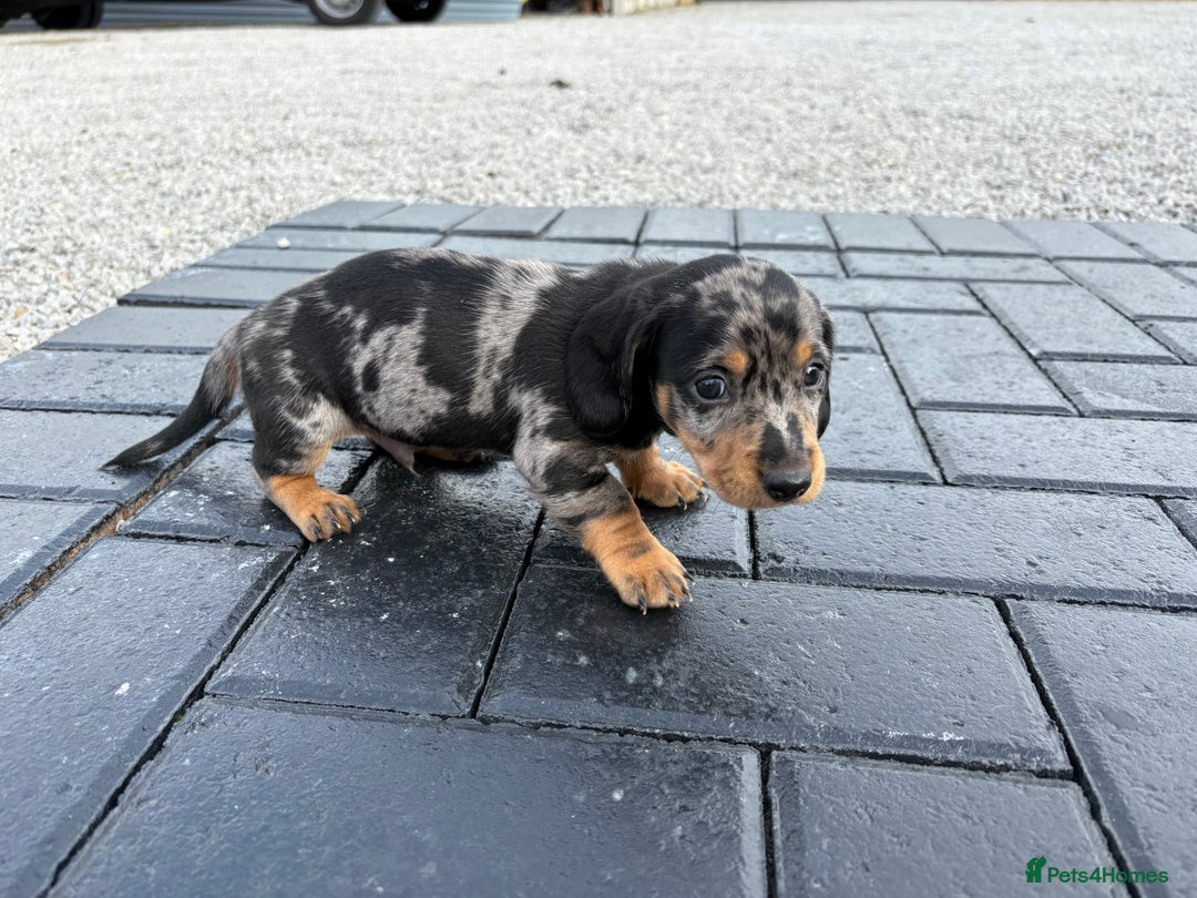 Dachshund dogs for sale: Miniature dachshund - Image 6