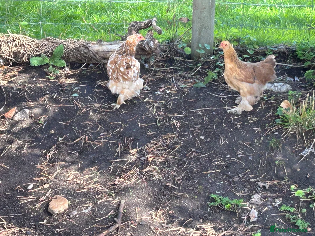 Chickens poultry for sale: Pekin hens / silky chick - Advert 2