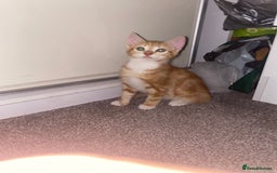 Mixed Breed cats for sale: Cute male ginger kitten - Image 4