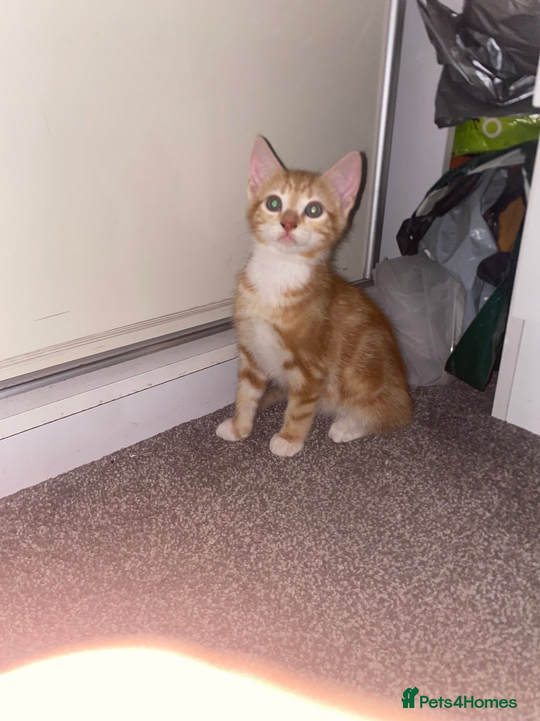 Mixed Breed cats for sale: Cute male ginger kitten - Image 4