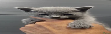 Russian Blue 2