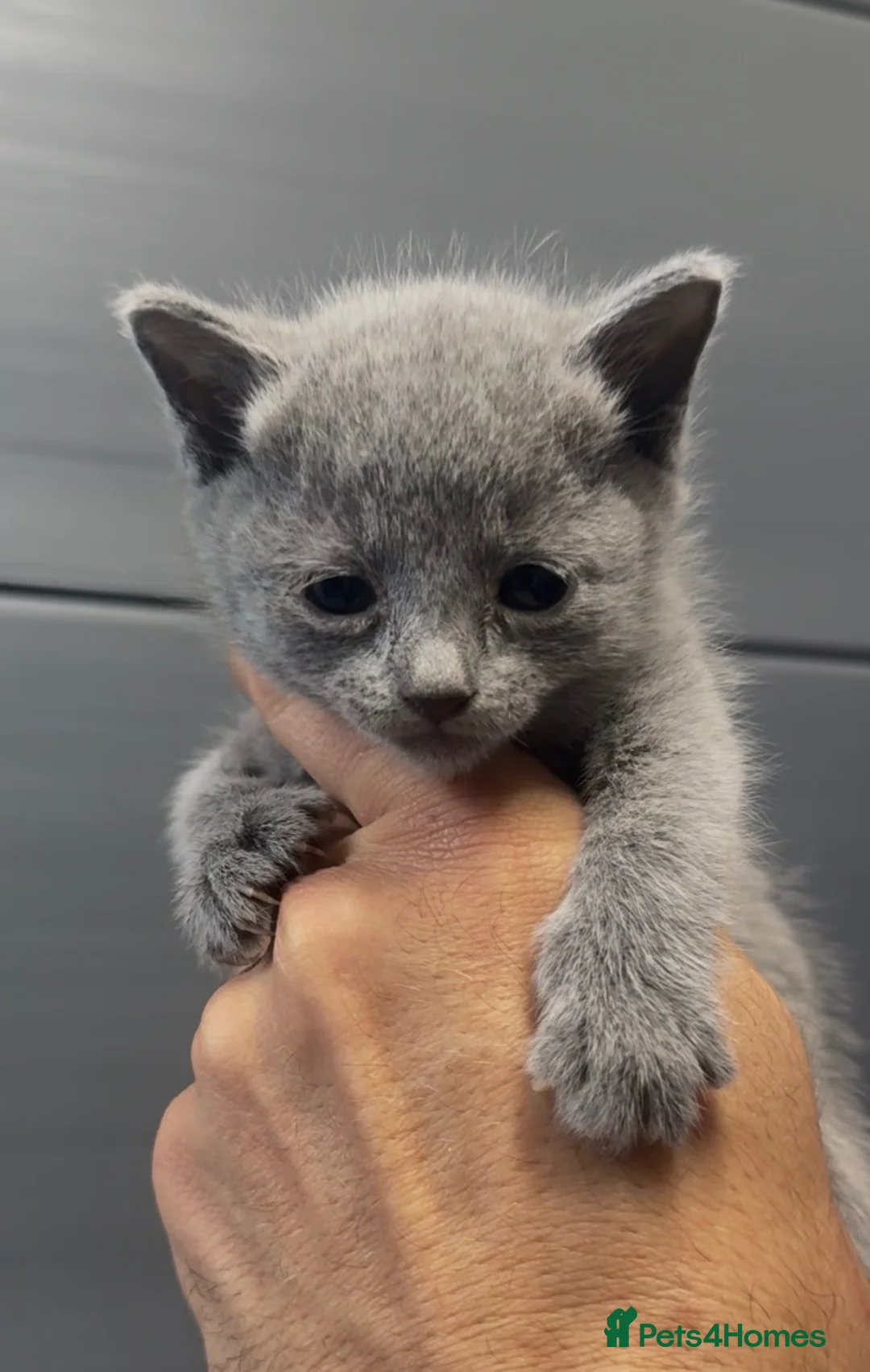Russian Blue cats for sale: Pure Russian Blue kittens looking new home - Advert 2
