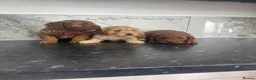 Cavapoo dogs for sale: Ready now f1 Cavapoo puppies (toy poodle) in Wingate - Advert 7