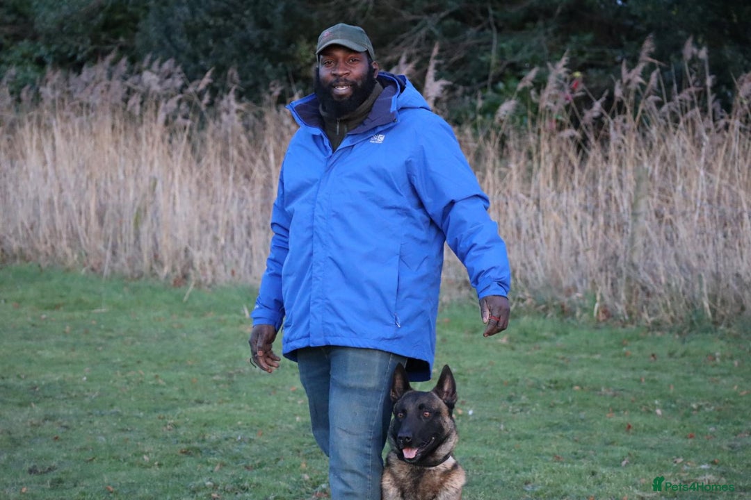 Belgian Shepherd Dog dogs for stud: CHANCE MR3 Vice Champion PSA2 at STUD - Advert 11