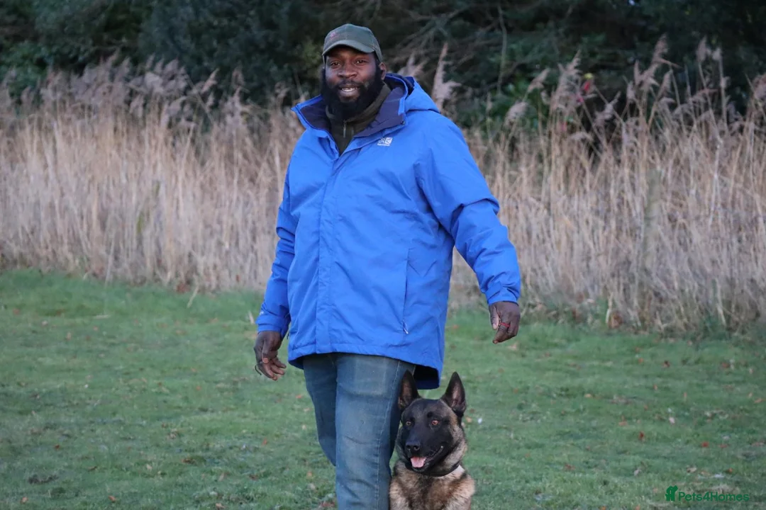 Belgian Shepherd Dog dogs for stud: CHANCE MR3 Vice Champion PSA2 at STUD - Advert 12