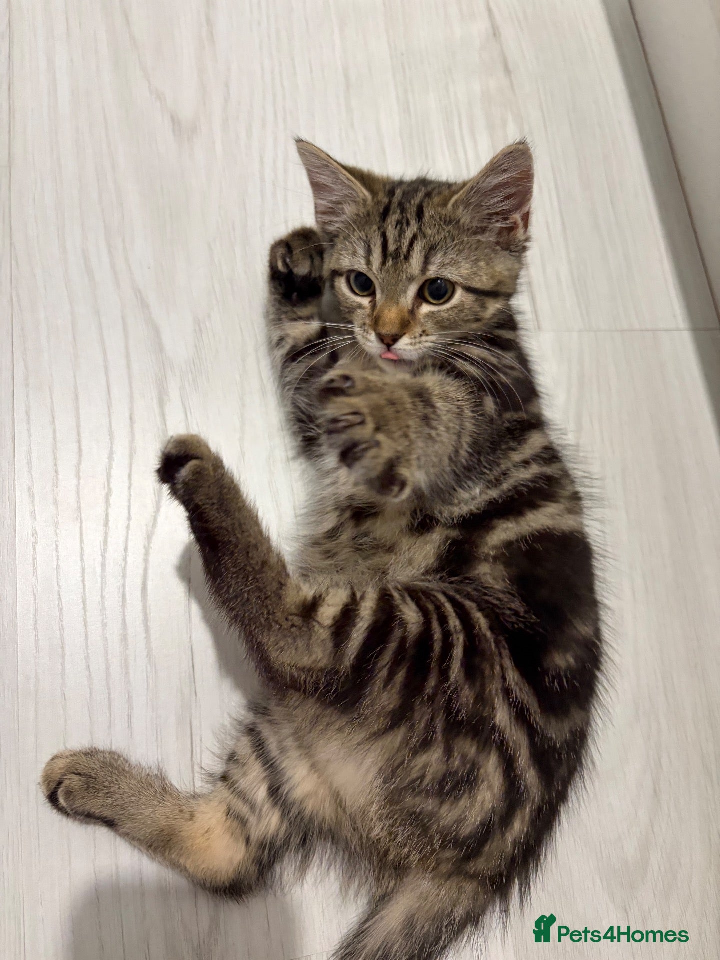 Mixed Breed cats Mixed breed female - Advert 2