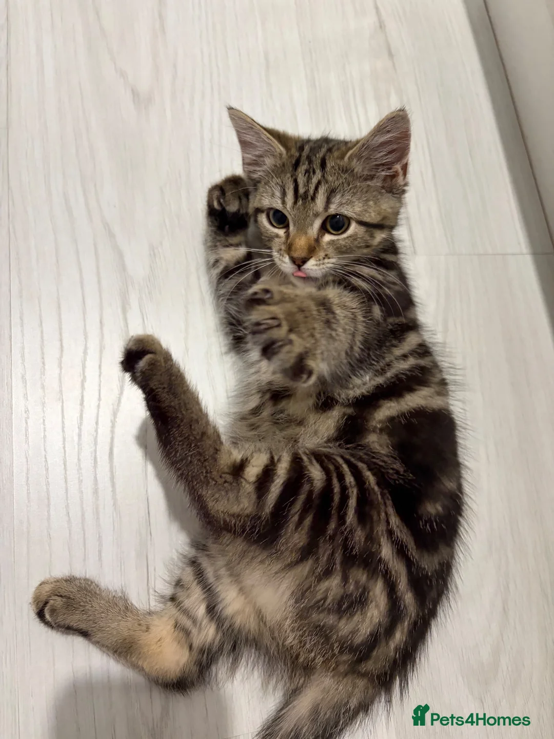 Mixed Breed cats for sale: Mixed breed female in Reading - Advert 1